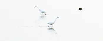 Egrets passing.jpg